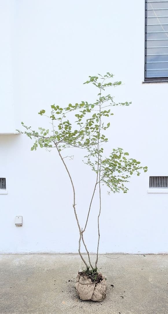 連休特価。山採りアオハダ。