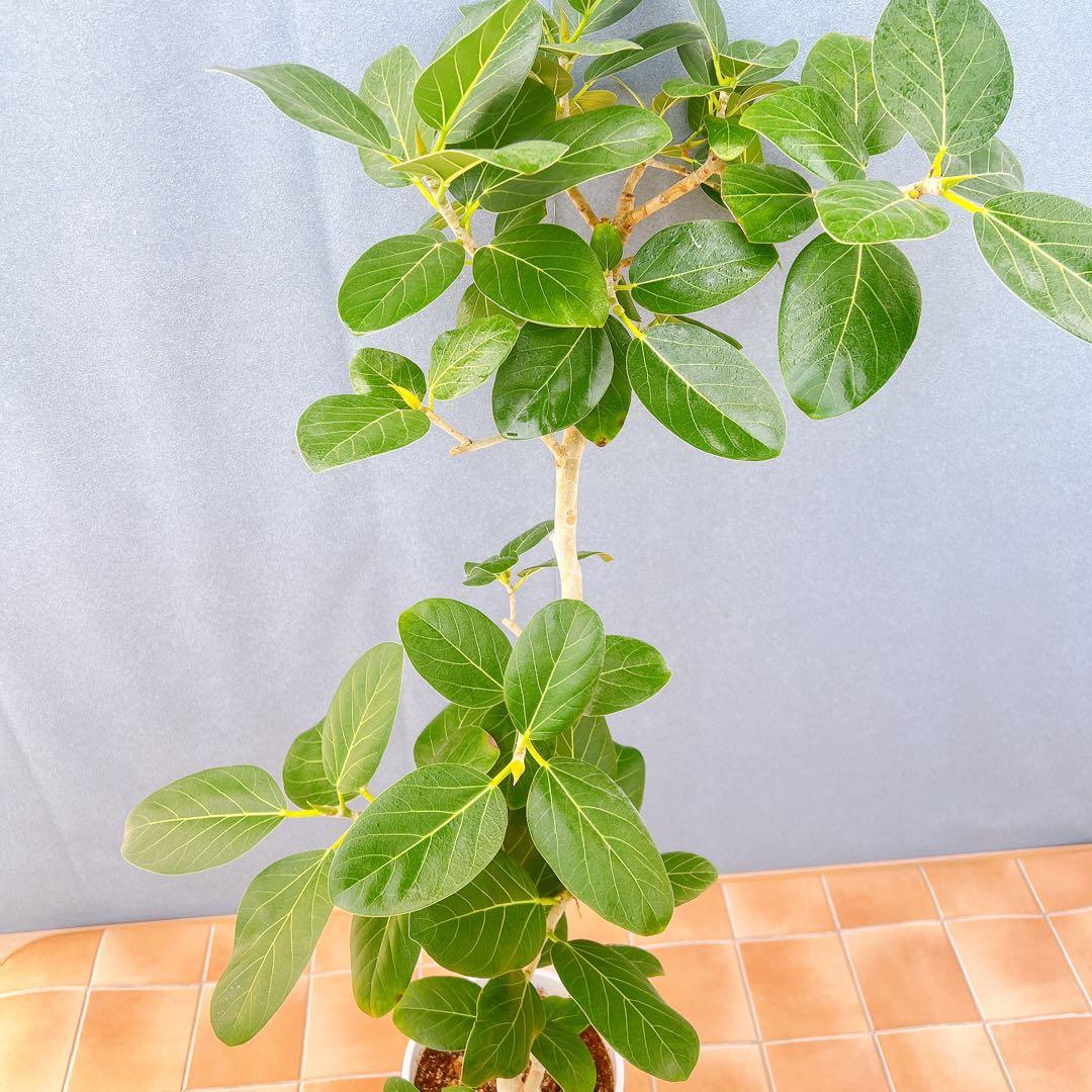 現品　フィカス　ゴムの木　ベンガレンシス　53番　曲がり　インテリア　観葉植物