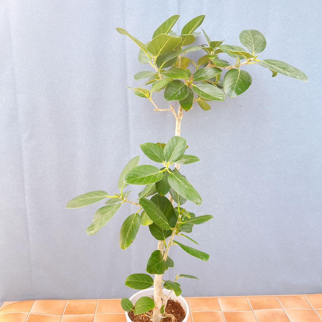 現品　フィカス　ゴムの木　ベンガレンシス　53番　曲がり　インテリア　観葉植物