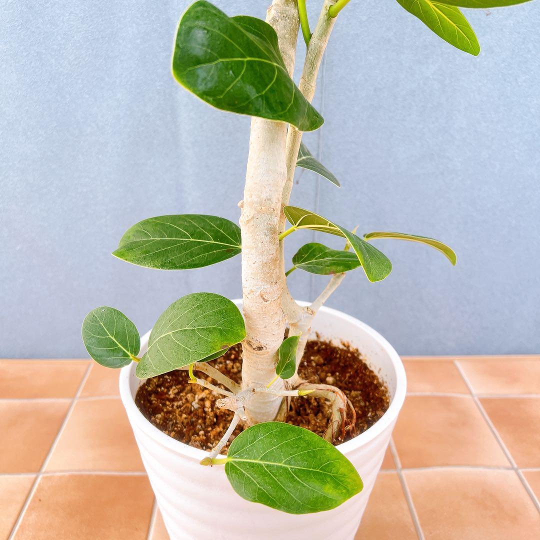 現品　フィカス　ゴムの木　ベンガレンシス　53番　曲がり　インテリア　観葉植物