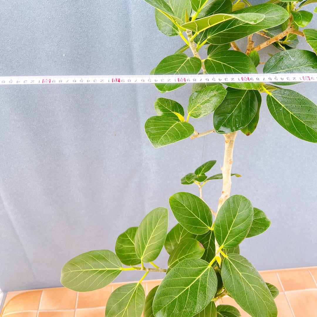 現品　フィカス　ゴムの木　ベンガレンシス　53番　曲がり　インテリア　観葉植物