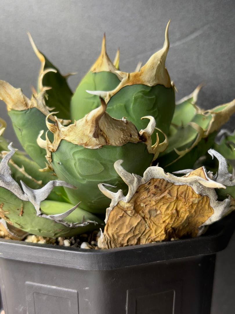 オアハカ ワイルド_カット子株_発根済天芽_現地球子株