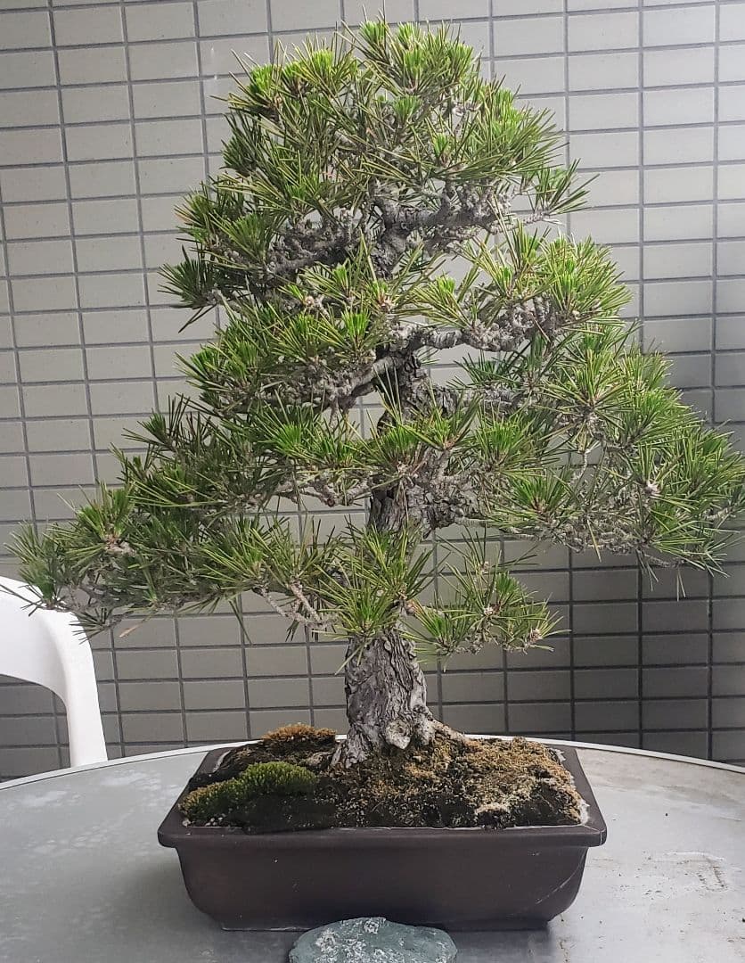 超希少大人気の黒松の60年越えの代物 棚枝も段々になってますが枯れてしまいました