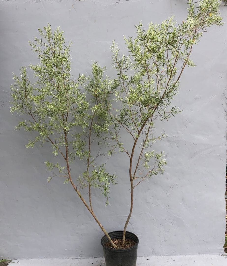 シルバーティーツリー　株立ち　大型商品