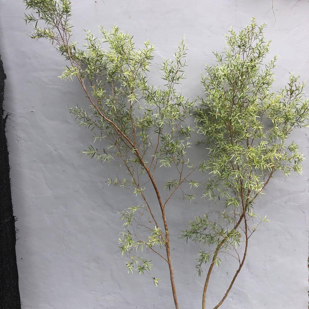 シルバーティーツリー　株立ち　大型商品