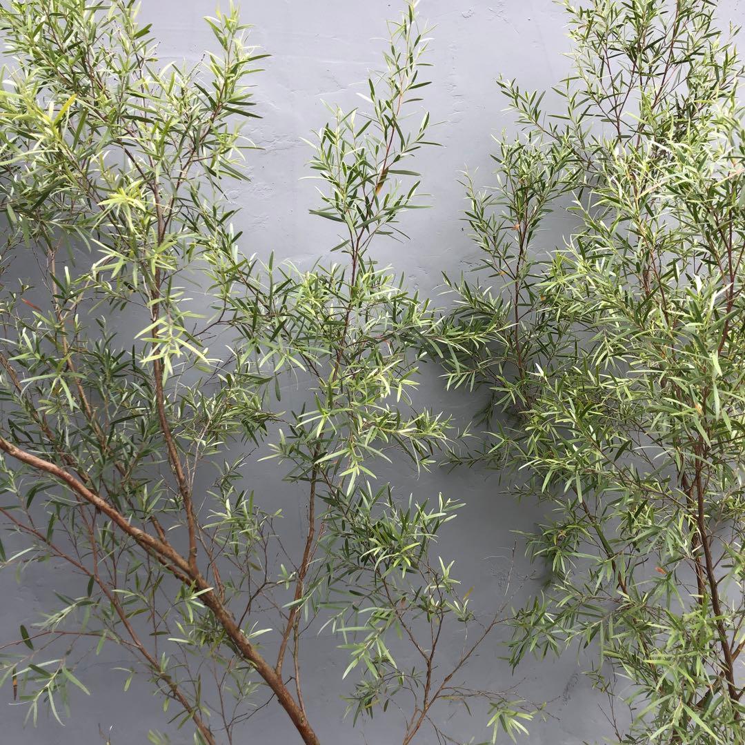 シルバーティーツリー　株立ち　大型商品