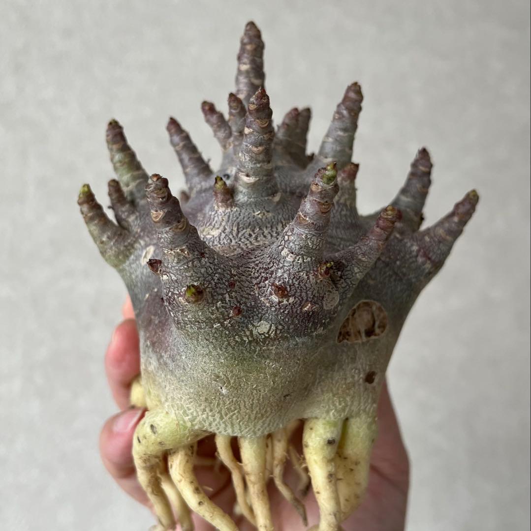 【激レア/ブラックスキン/ドワーフ/極太 】アデニウム ガラメー ⑥