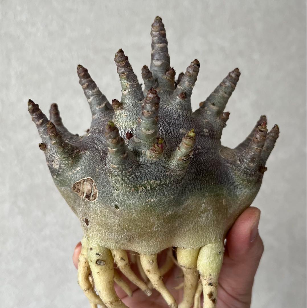 【激レア/ブラックスキン/ドワーフ/極太 】アデニウム ガラメー ⑥