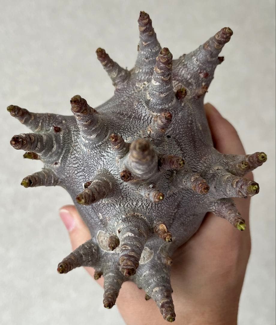 【激レア/ブラックスキン/ドワーフ/極太 】アデニウム ガラメー ⑥