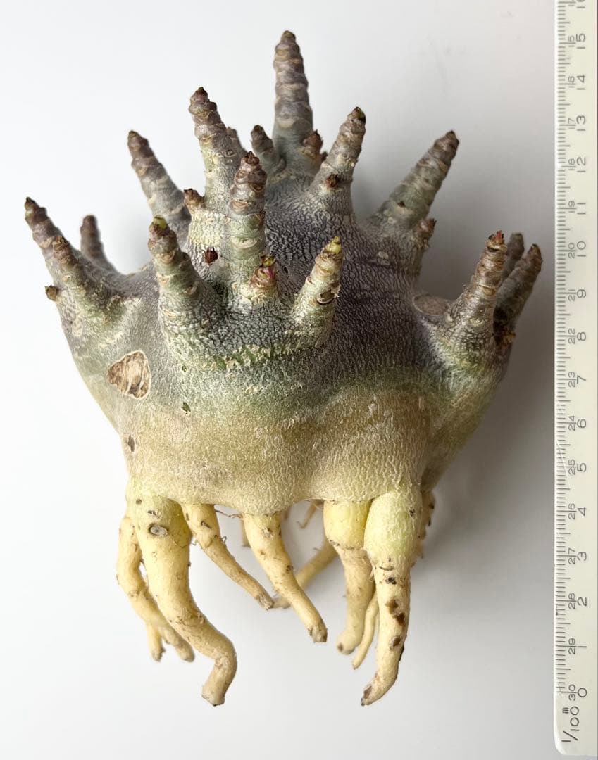 【激レア/ブラックスキン/ドワーフ/極太 】アデニウム ガラメー ⑥