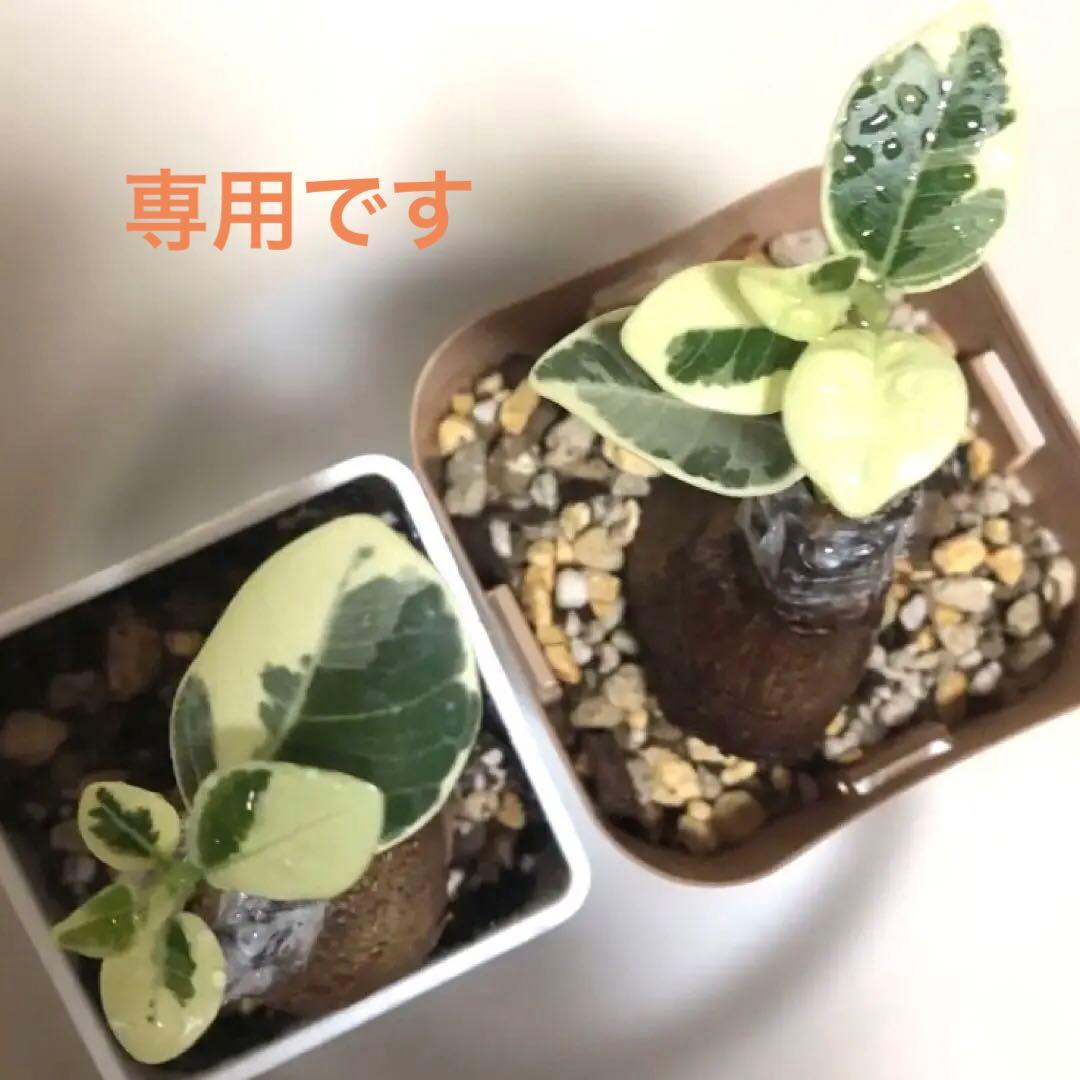 【mg.gm 】パンダ　ガジュマル　斑入り　2個セット