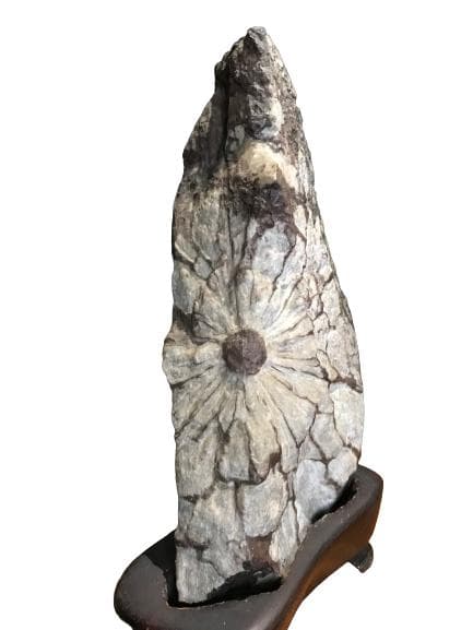 根尾谷 菊花石 天然 原石