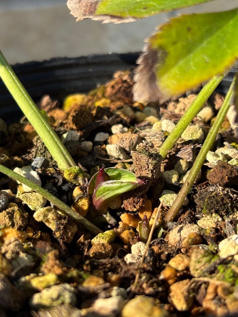 プリマヴェーラゴールド×ピエラ★クリスマスローズ交配苗★開花年数株