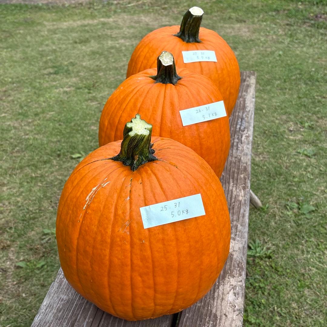 【みかんその3】ハロウィンかぼちゃ　本物