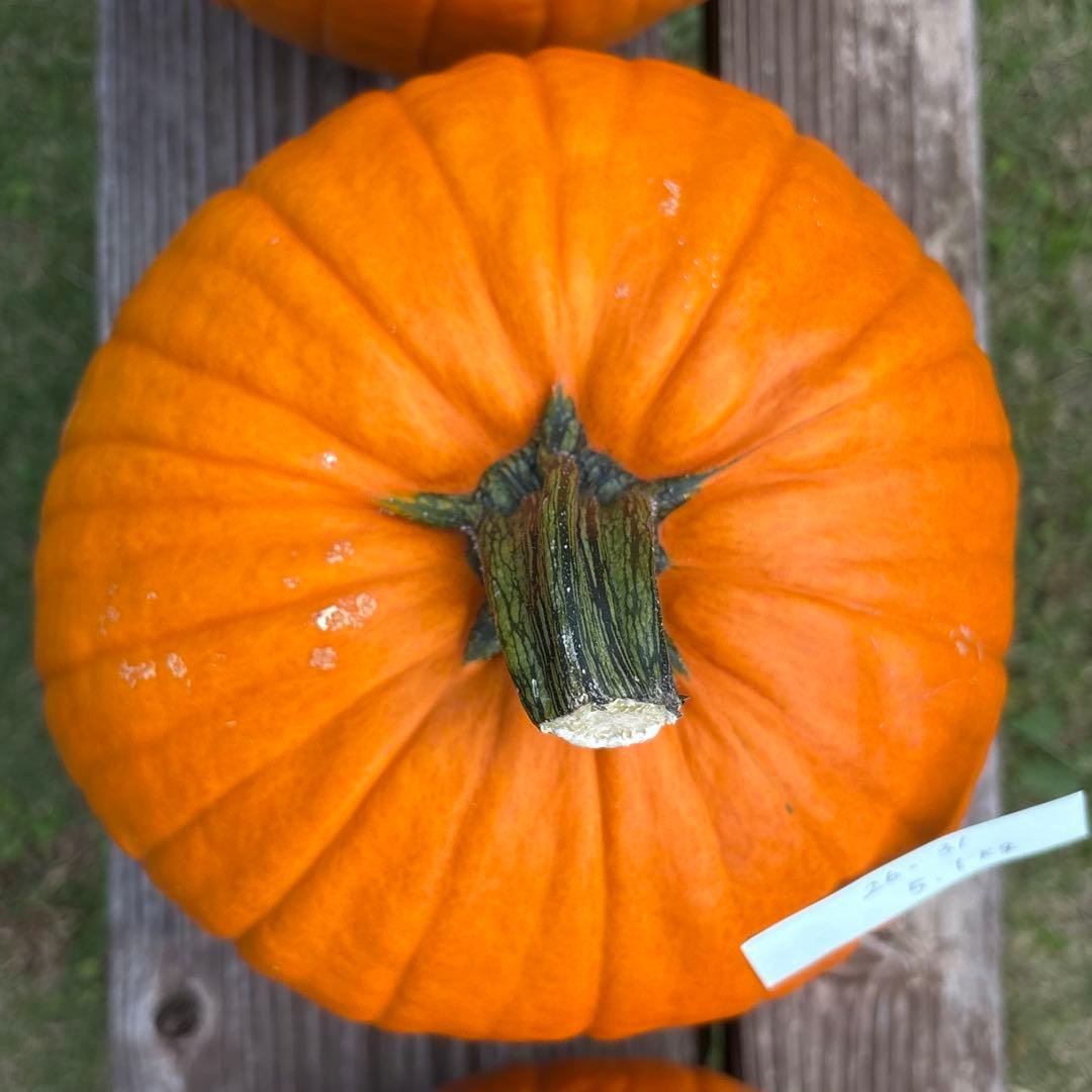 【みかんその3】ハロウィンかぼちゃ　本物