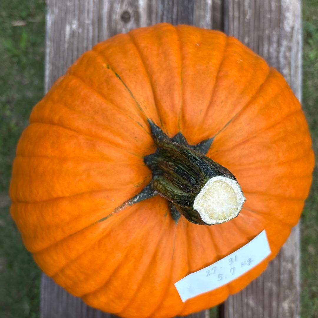【みかんその3】ハロウィンかぼちゃ　本物