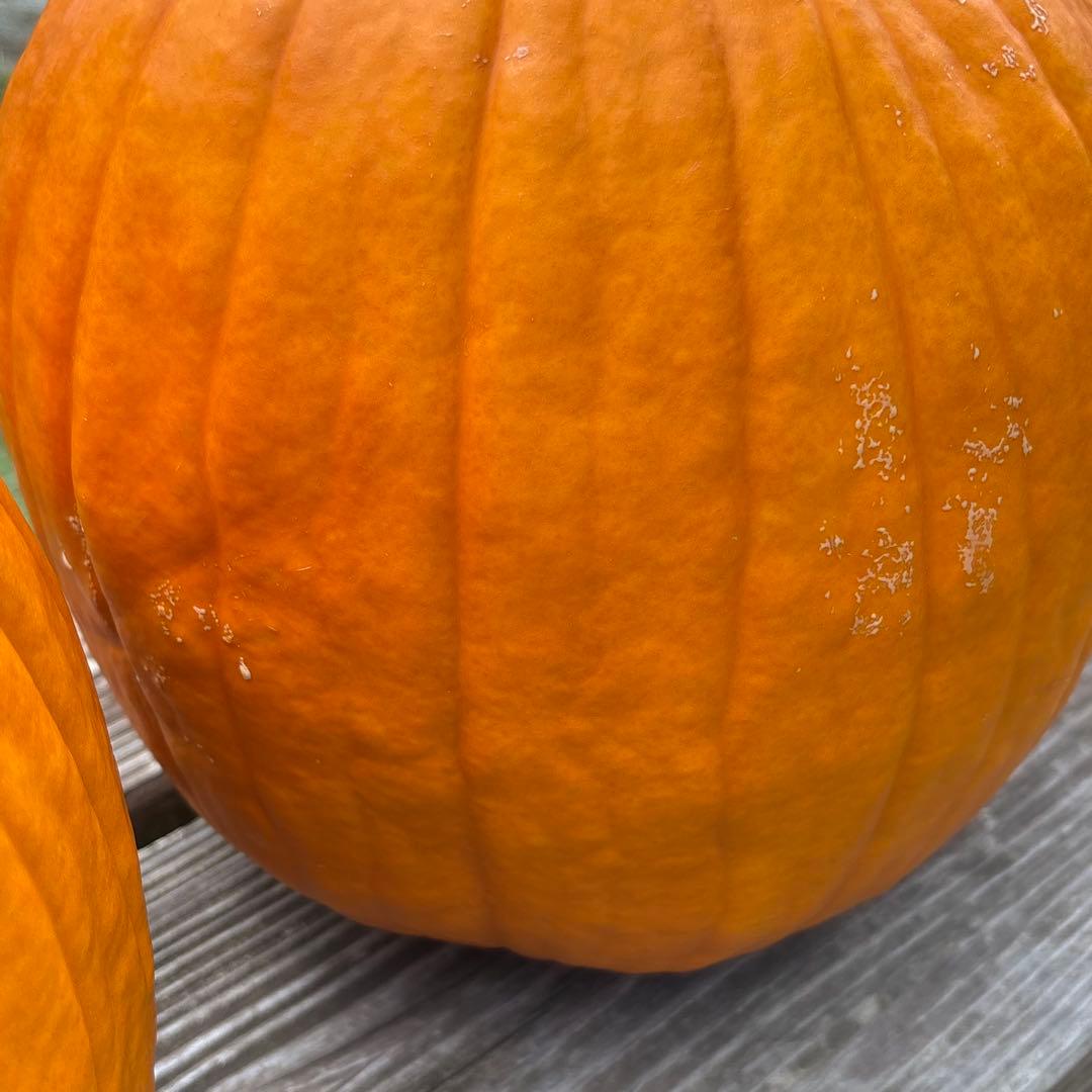 【みかんその3】ハロウィンかぼちゃ　本物