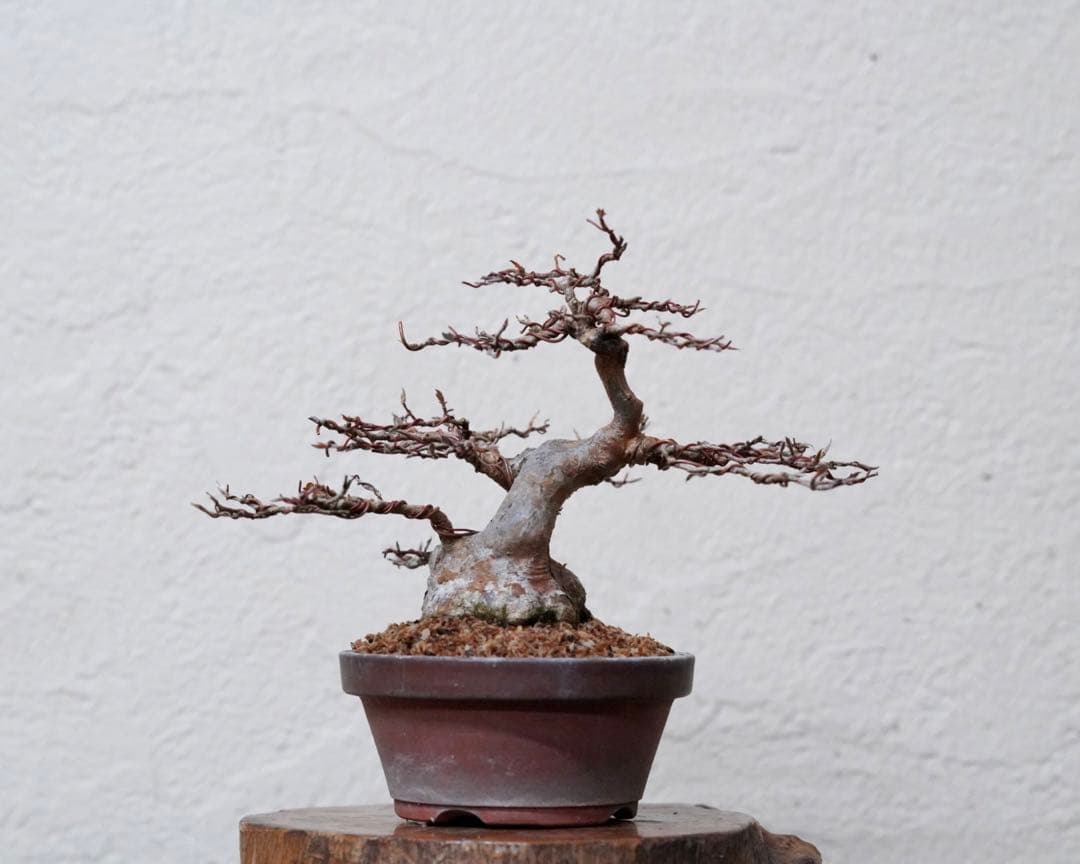 「亦盆栽」姫沙羅 小品盆栽