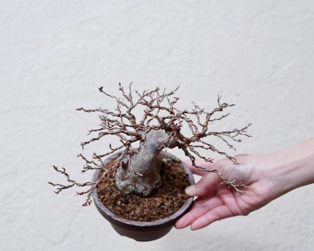 「亦盆栽」姫沙羅 小品盆栽