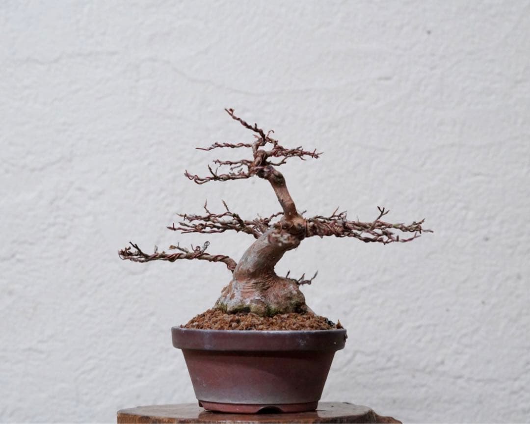 「亦盆栽」姫沙羅 小品盆栽