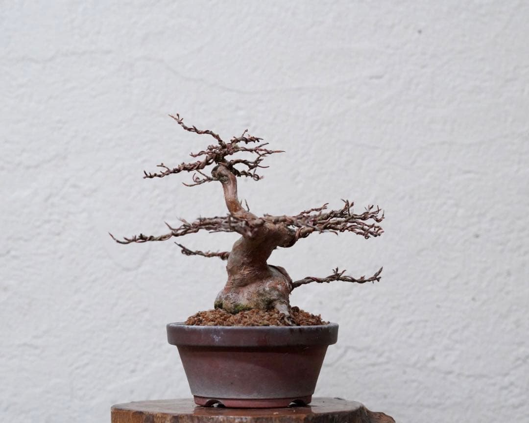 「亦盆栽」姫沙羅 小品盆栽