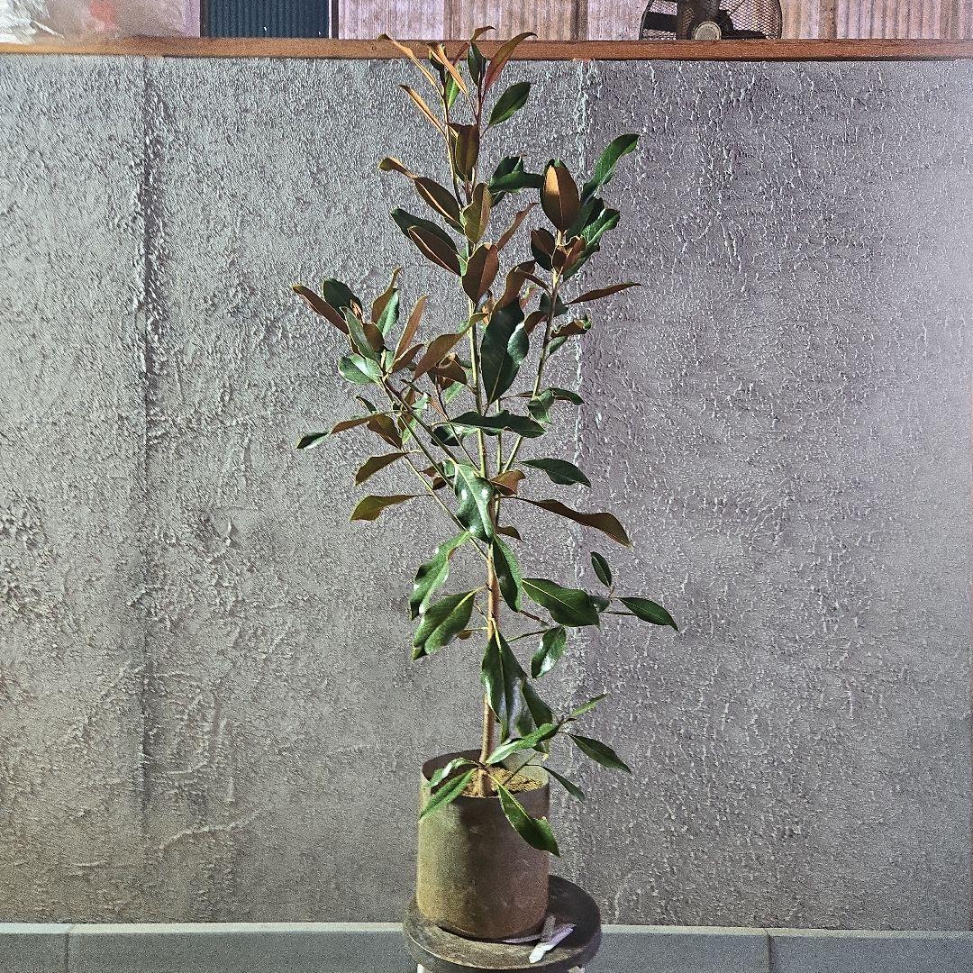 ⑤　タイサンボク　「リトルジャム」　特大苗木最高等級極上品‼️