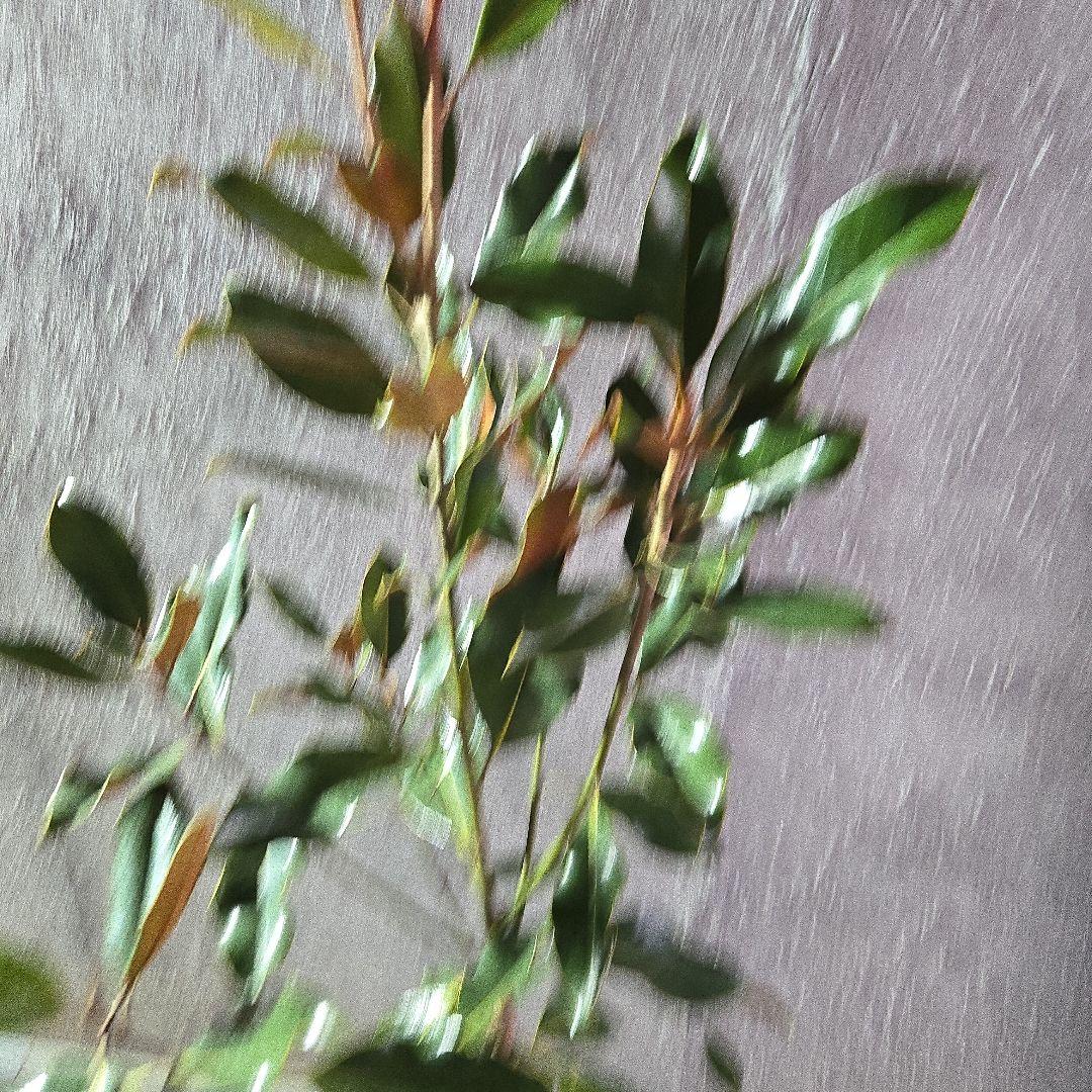 ⑤　タイサンボク　「リトルジャム」　特大苗木最高等級極上品‼️