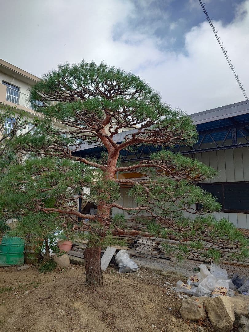 庭木＊赤松＊約4m