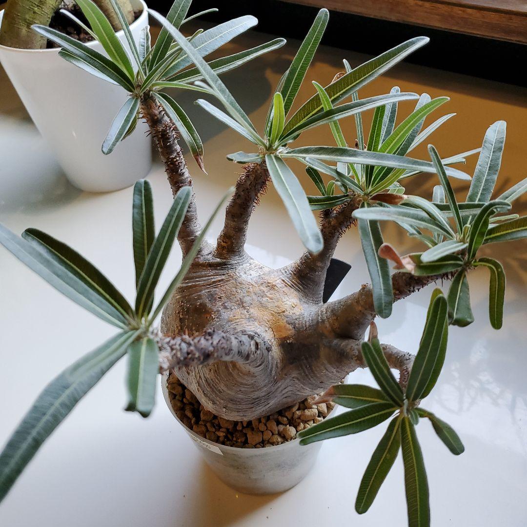 パキボディウム※グラキリス