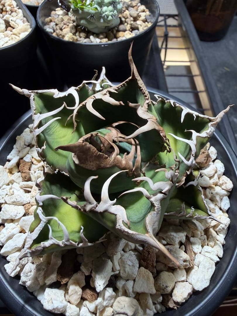 親株出品　アガベチタノタ　スーパーチタノタ　カクタスグリーン　悪魔くん　子株付き