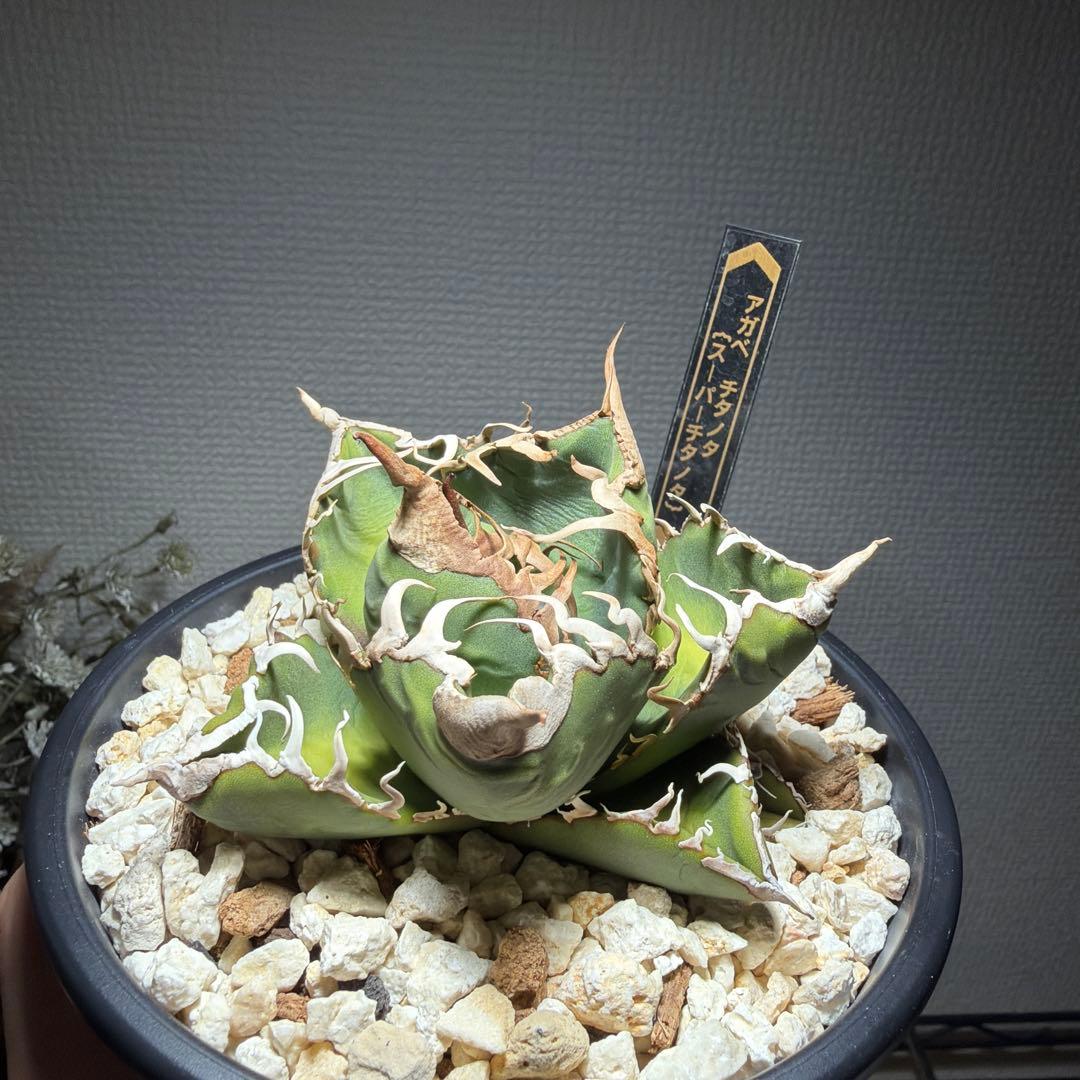 親株出品　アガベチタノタ　スーパーチタノタ　カクタスグリーン　悪魔くん　子株付き