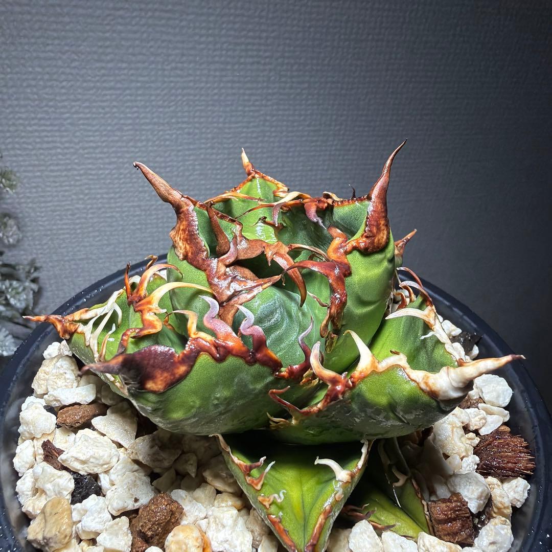 親株出品　アガベチタノタ　スーパーチタノタ　カクタスグリーン　悪魔くん　子株付き