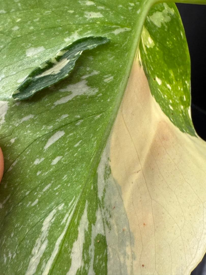 訳あり モンステラ メデューサ 特選株