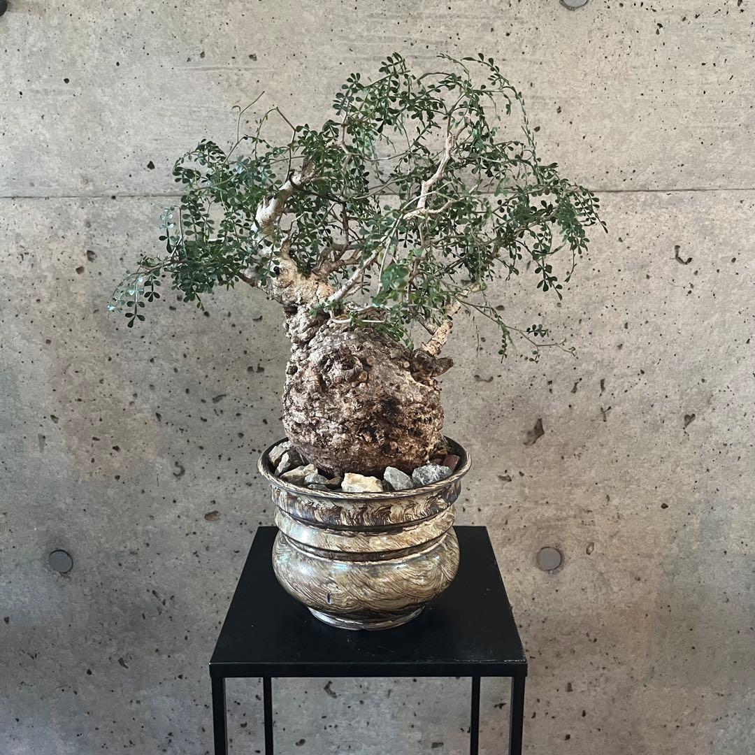 オペルクリカリア　パキプス　現地球　管理約2年