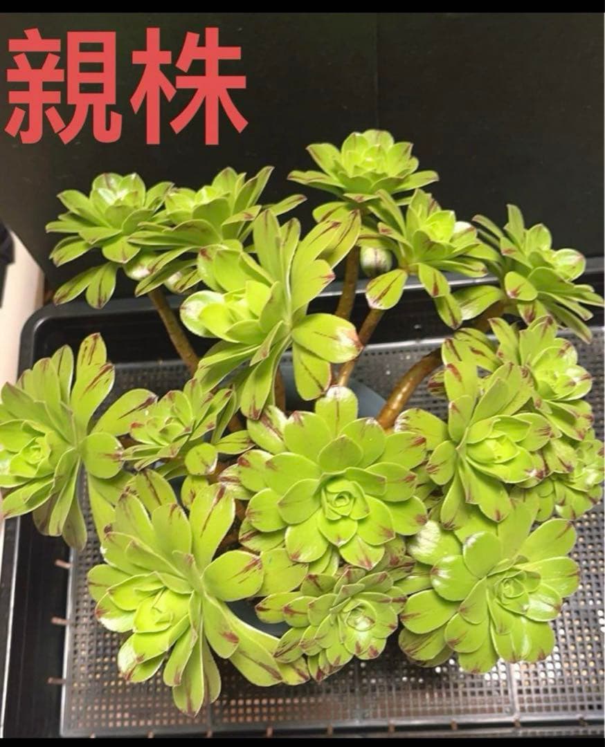 多肉植物アエオニウム錦❤️グリーンファイアー錦碧火❤️ ❤️状態図❤️