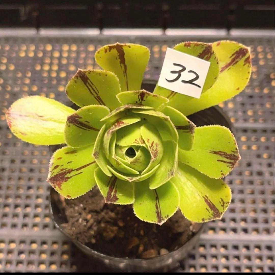 多肉植物アエオニウム錦❤️グリーンファイアー錦碧火❤️ ❤️状態図❤️