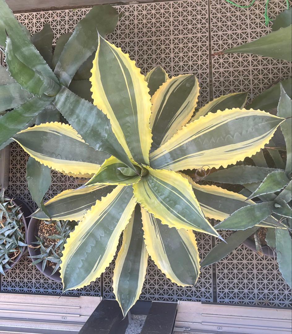 特大‼️ Agave アガベ　サルミアナ フェロックス リップルエフェクト