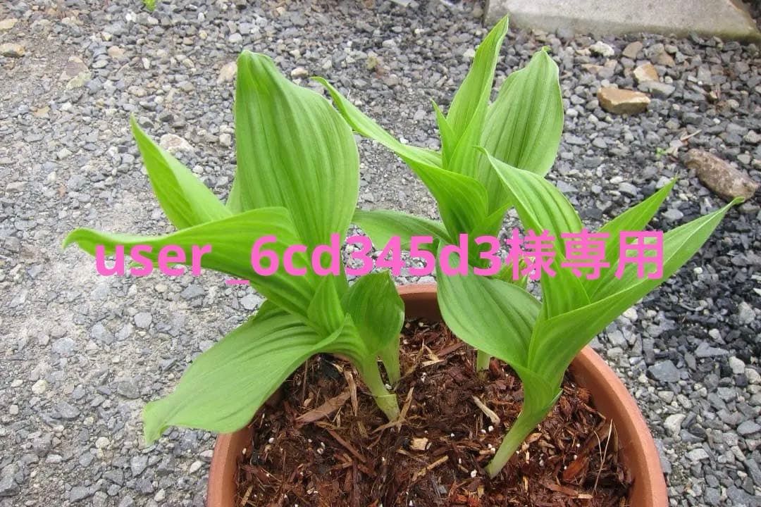 専用　レブンアツモリソウ花1芽　葉芽３