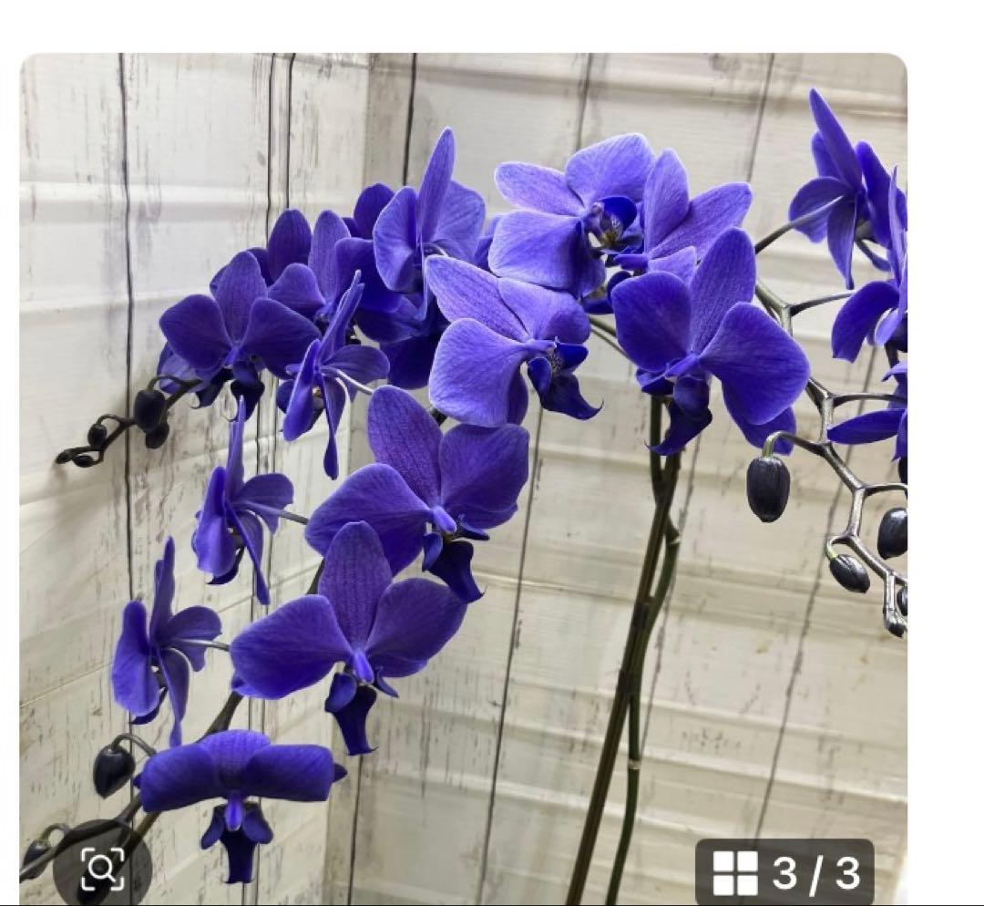 ④正規品　希少品種　胡蝶蘭　コチョウラン　ファレノプシス　ブルージーン　パープル