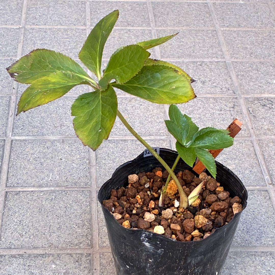 も*子様 ☘️ラスト2☘️開花株❤️根パンパン❤️沢山新芽元気株3274⭐️極上