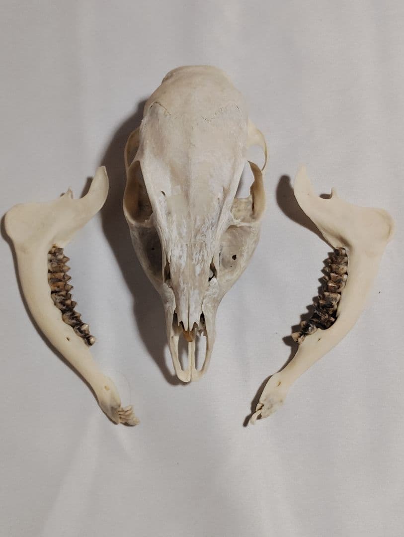 キョン(Muntiacus reevesi)　メス　頭骨