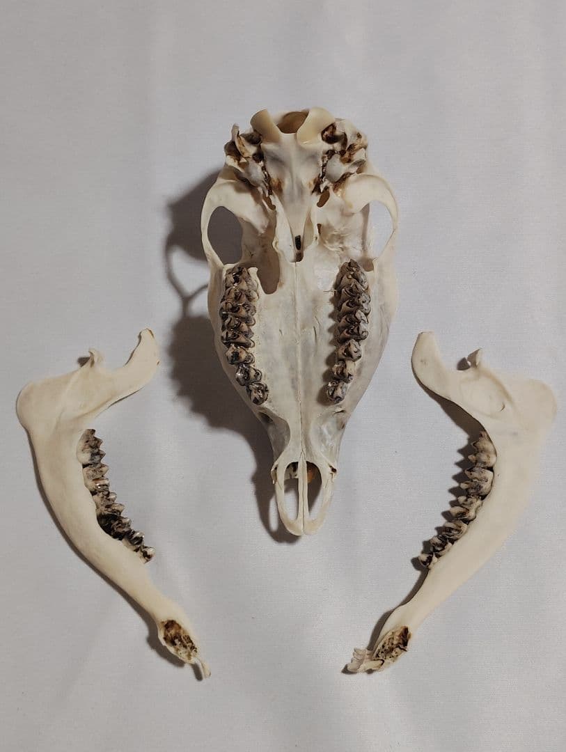 キョン(Muntiacus reevesi)　メス　頭骨