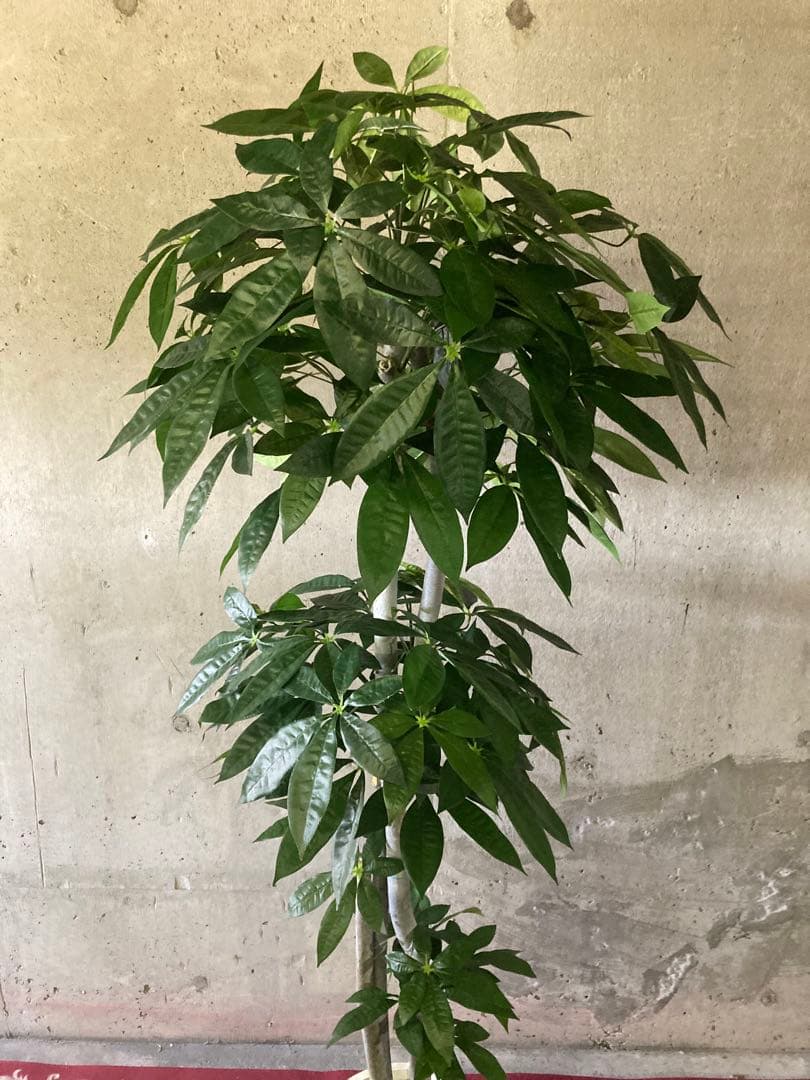 光触媒　人工観葉植物　ウォールグリーン　フェイクグリーン　パキラ特大@gja