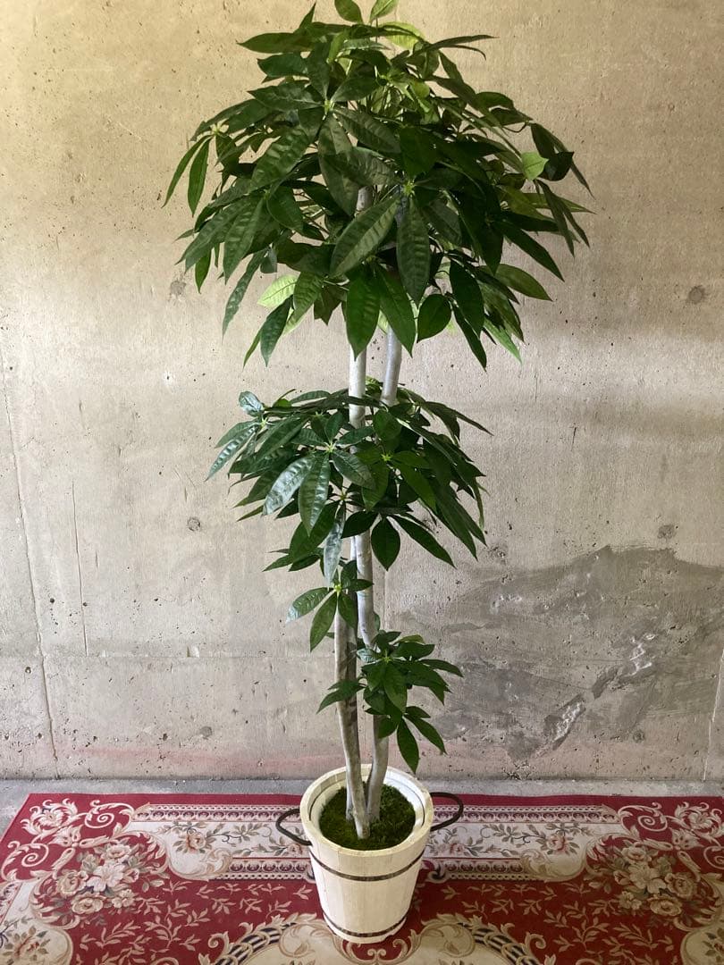 光触媒　人工観葉植物　ウォールグリーン　フェイクグリーン　パキラ特大@gja