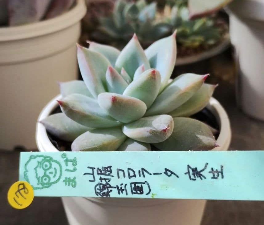 多肉178　山掘コロラータ　実生（錦玉園）札付き　ポットごとメルカリ便