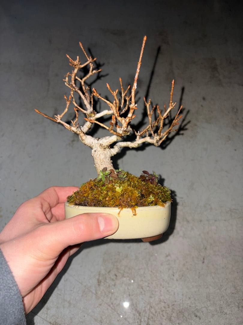宮様カエデ 盆栽