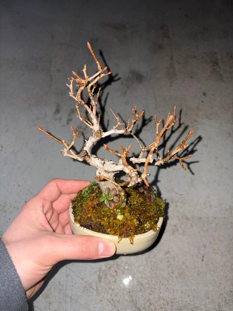 宮様カエデ 盆栽