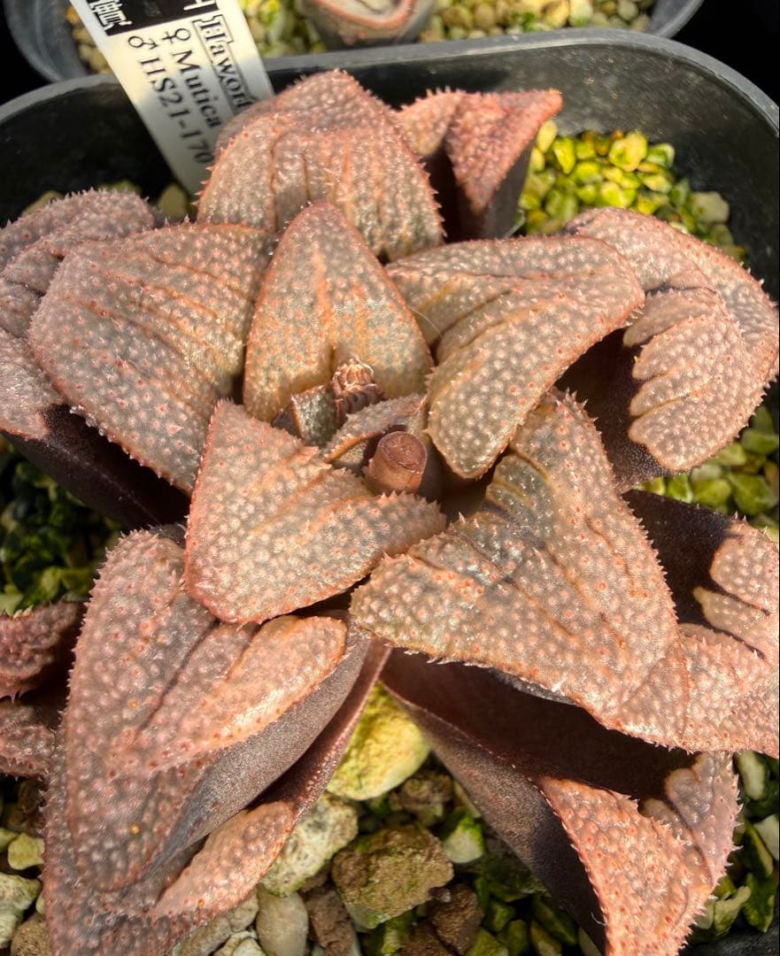 多肉植物　ハオルチア ハオルシア 白鳥部屋実生