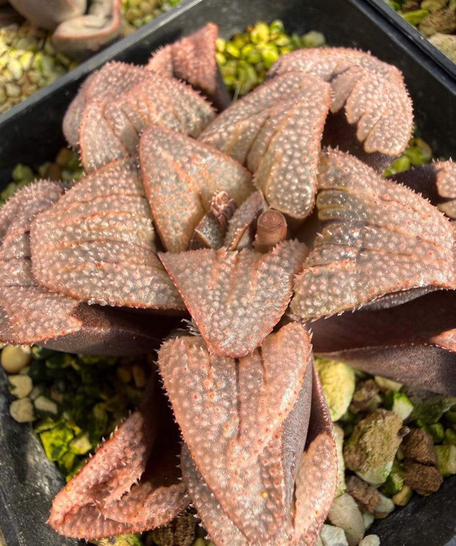 多肉植物　ハオルチア ハオルシア 白鳥部屋実生