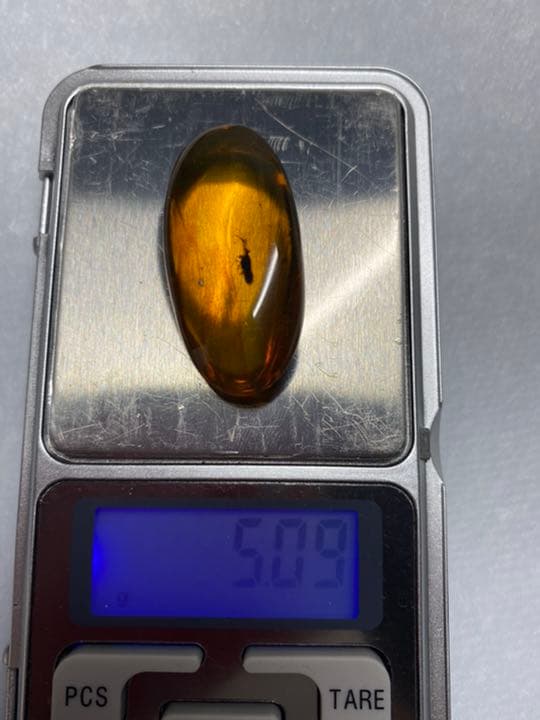 アンバー 琥珀 カメムシ 昆虫  コレクション 天然石 虫入り 価値上がる